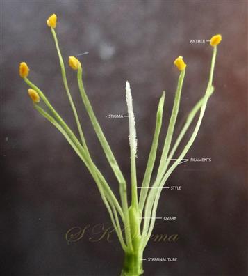  Stamens and Pistil